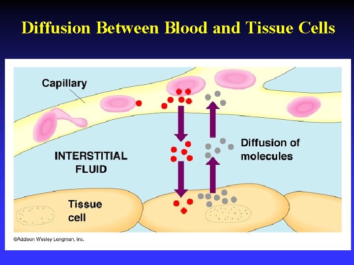 Diffusion Between Blood and Tissue Cells 