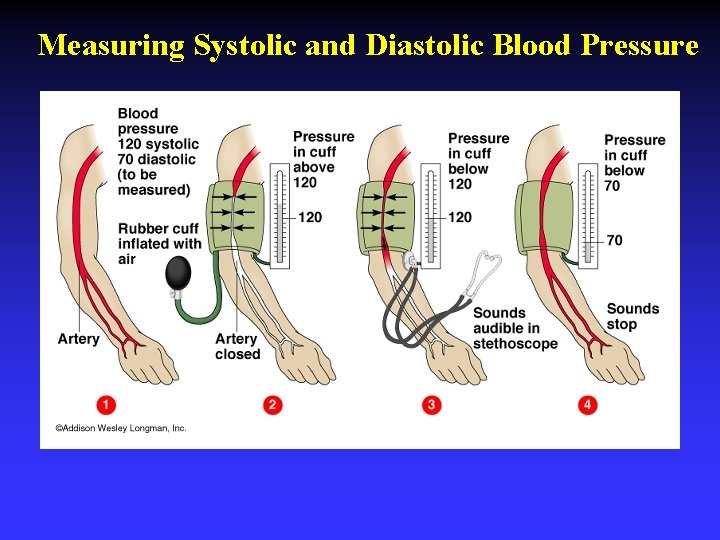 Measuring Systolic and Diastolic Blood Pressure 