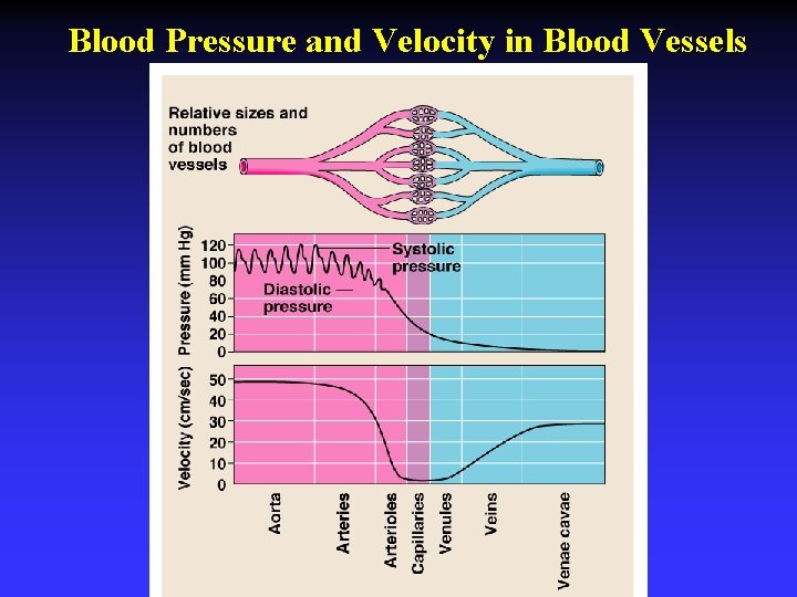 Blood Pressure and Velocity in Blood Vessels 