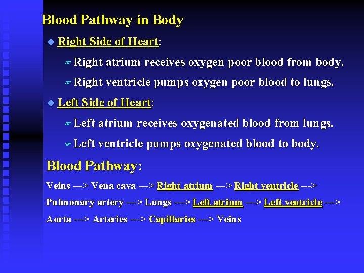 Blood Pathway in Body u Right Side of Heart: F Right atrium receives oxygen
