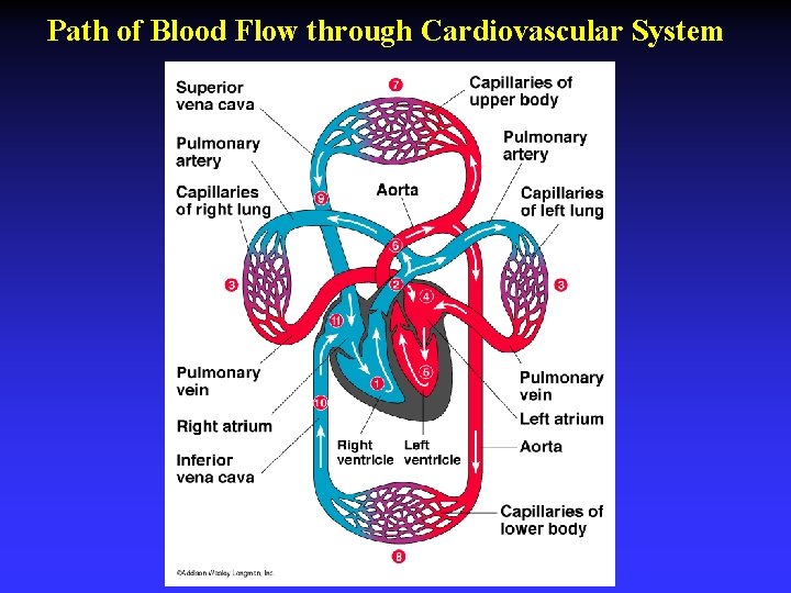 Path of Blood Flow through Cardiovascular System 