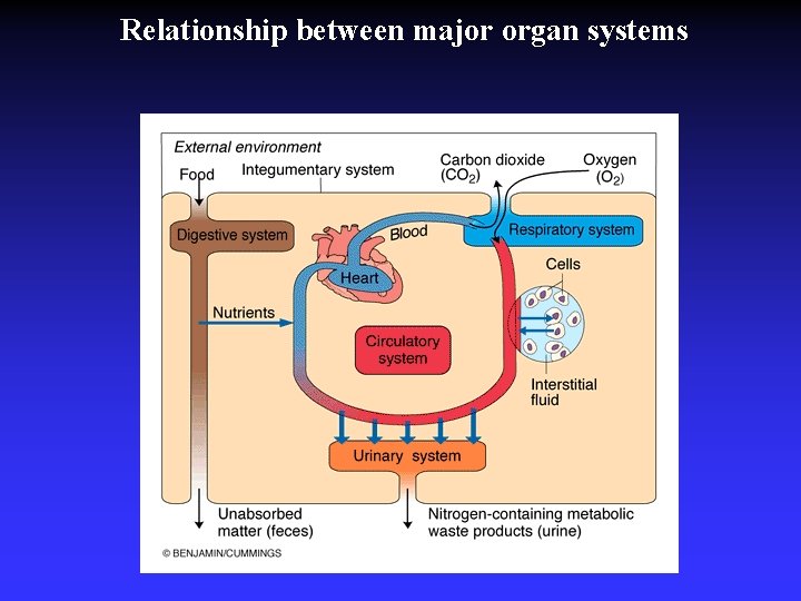 Relationship between major organ systems 
