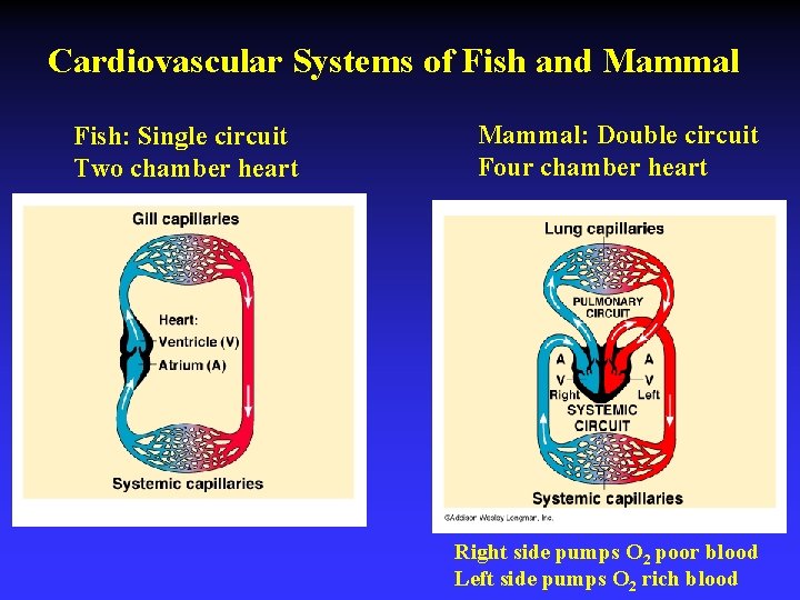 Cardiovascular Systems of Fish and Mammal Fish: Single circuit Two chamber heart Mammal: Double