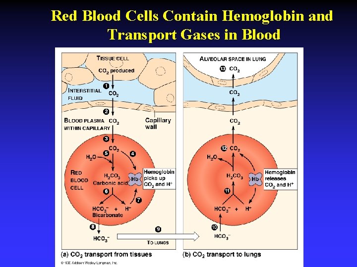 Red Blood Cells Contain Hemoglobin and Transport Gases in Blood 