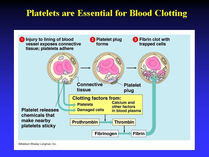 Platelets are Essential for Blood Clotting 