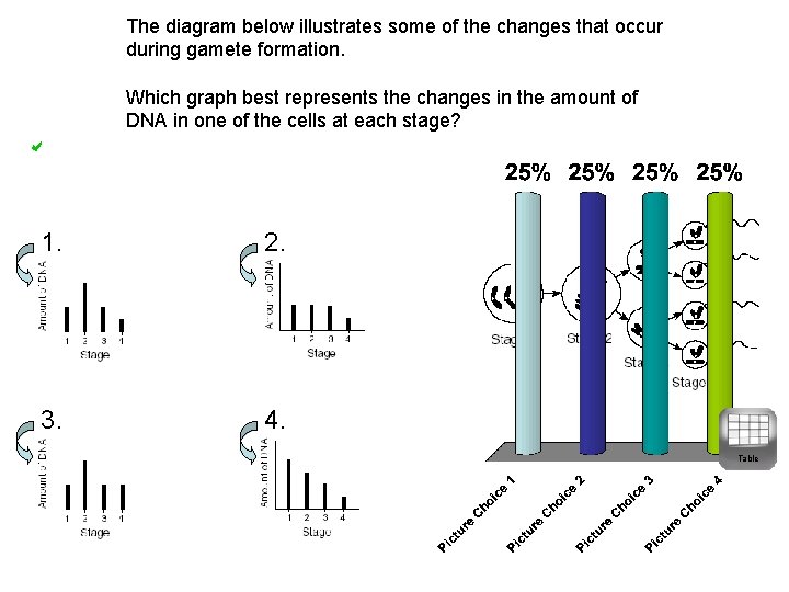 The diagram below illustrates some of the changes that occur during gamete formation. Which