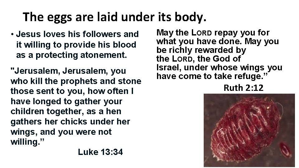 The eggs are laid under its body. • Jesus loves his followers and it The eggs are laid under its body. • Jesus loves his followers and it
