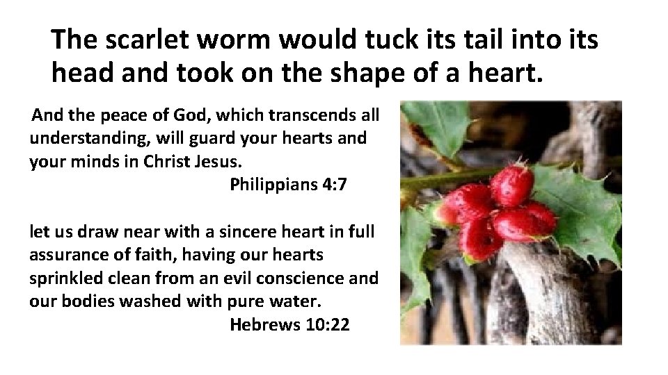 The scarlet worm would tuck its tail into its head and took on the The scarlet worm would tuck its tail into its head and took on the