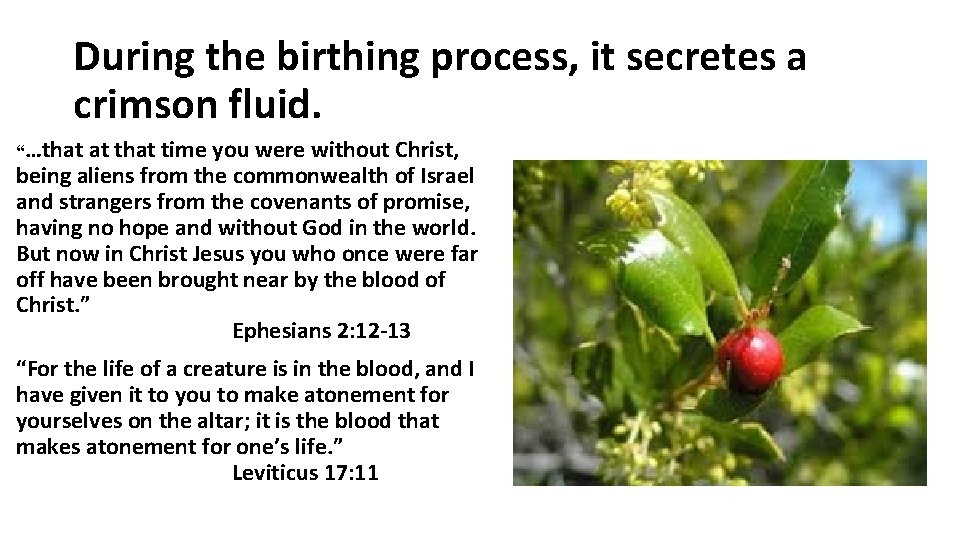 During the birthing process, it secretes a crimson fluid. “…that at that time you