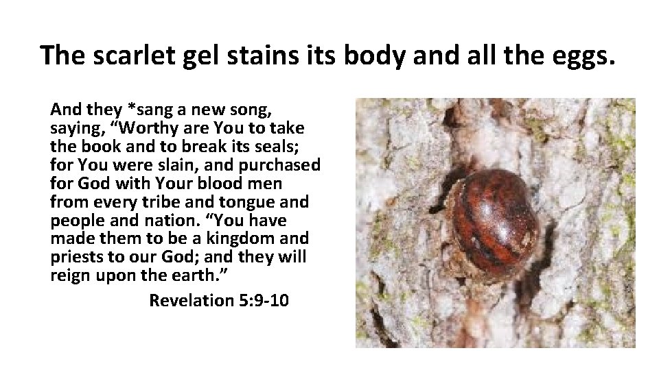 The scarlet gel stains its body and all the eggs. And they *sang a The scarlet gel stains its body and all the eggs. And they *sang a