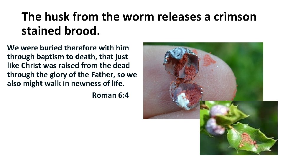 The husk from the worm releases a crimson stained brood. We were buried therefore The husk from the worm releases a crimson stained brood. We were buried therefore