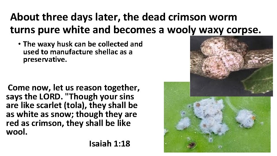 About three days later, the dead crimson worm turns pure white and becomes a About three days later, the dead crimson worm turns pure white and becomes a
