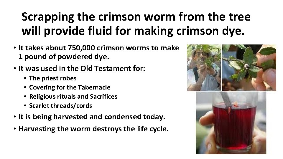 Scrapping the crimson worm from the tree will provide fluid for making crimson dye. Scrapping the crimson worm from the tree will provide fluid for making crimson dye.