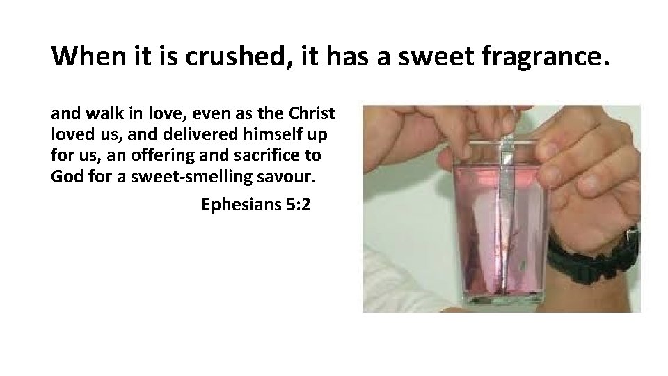 When it is crushed, it has a sweet fragrance. and walk in love, even When it is crushed, it has a sweet fragrance. and walk in love, even