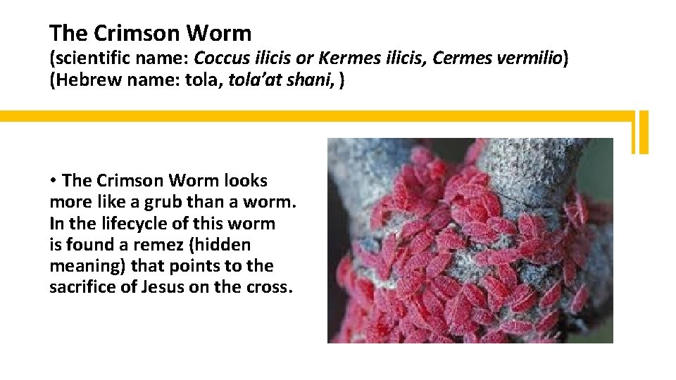 The Crimson Worm (scientific name: Coccus ilicis or Kermes ilicis, Cermes vermilio) (Hebrew name: