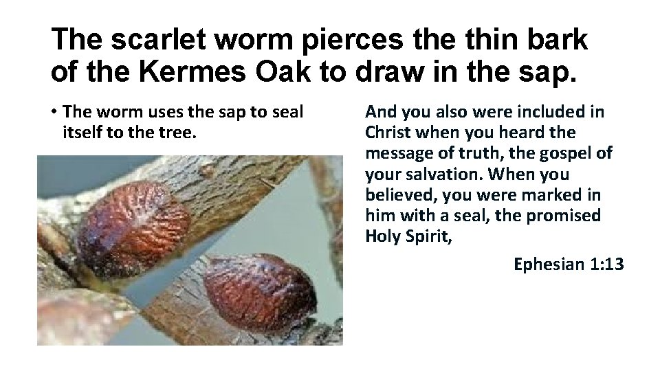 The scarlet worm pierces the thin bark of the Kermes Oak to draw in The scarlet worm pierces the thin bark of the Kermes Oak to draw in