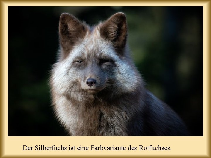 Der Silberfuchs ist eine Farbvariante des Rotfuchses. 