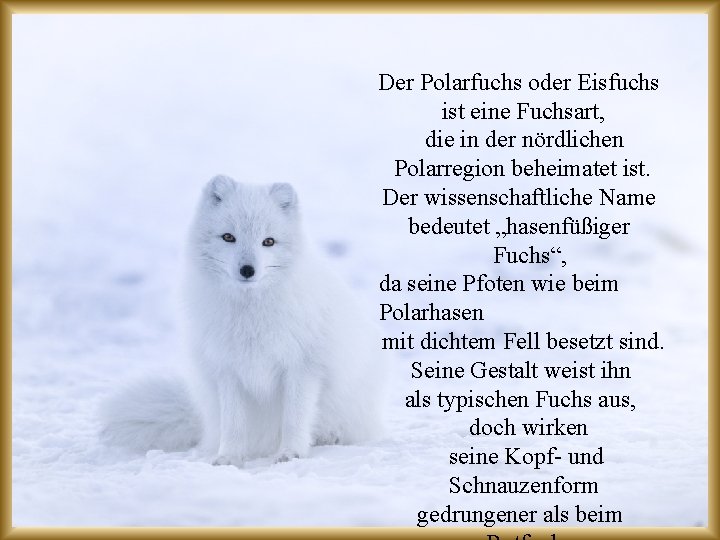 Der Polarfuchs oder Eisfuchs ist eine Fuchsart, die in der nördlichen Polarregion beheimatet ist.