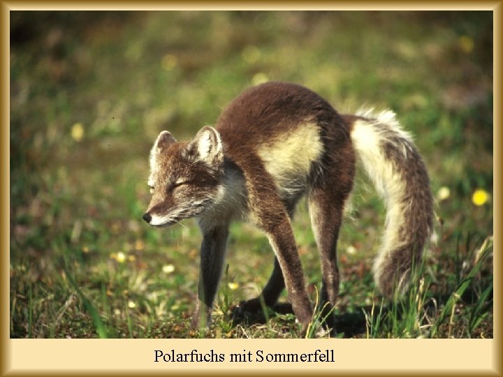 Polarfuchs mit Sommerfell 