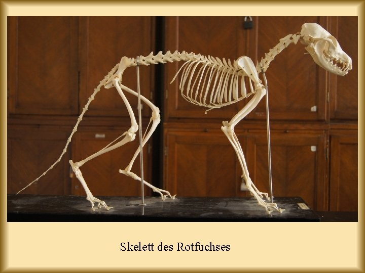 Skelett des Rotfuchses 