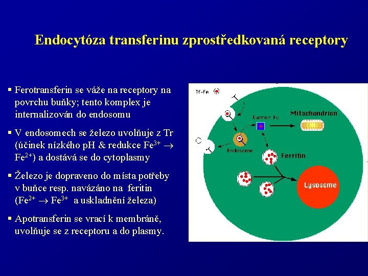 Endocytóza transferinu zprostředkovaná receptory § Ferotransferin se váže na receptory na povrchu buňky; tento