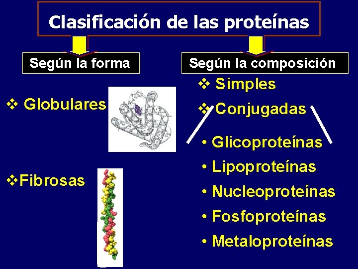 Clasificación de las proteínas Según la forma Según la composición v Simples v Globulares