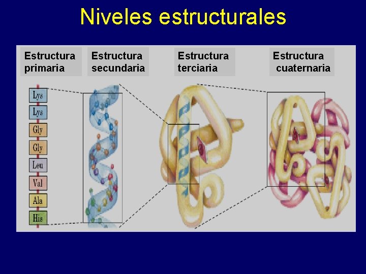 Niveles estructurales Estructura primaria Estructura secundaria Estructura terciaria Estructura cuaternaria 