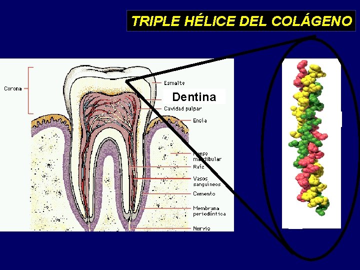 TRIPLE HÉLICE DEL COLÁGENO Dentina 