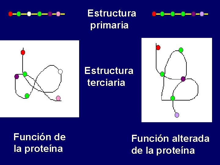 Estructura primaria Estructura terciaria Función de la proteína Función alterada de la proteína 