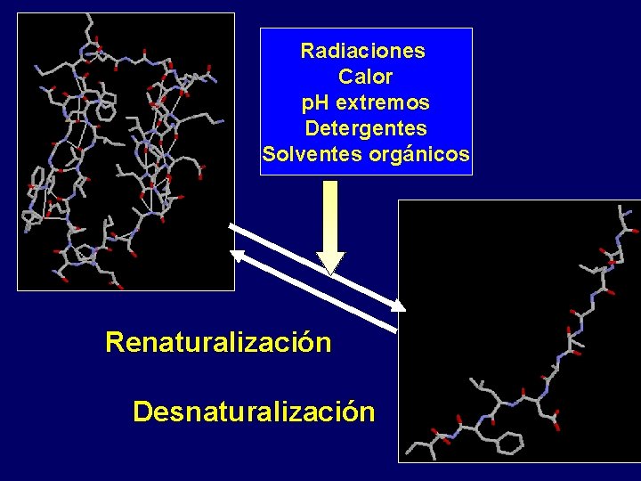 Radiaciones Calor p. H extremos Detergentes Solventes orgánicos Renaturalización Desnaturalización 