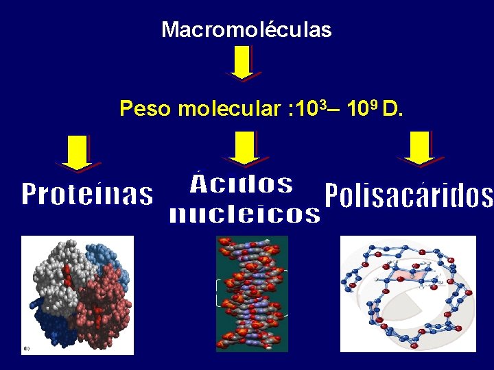 Macromoléculas Peso molecular : 103– 109 D. 