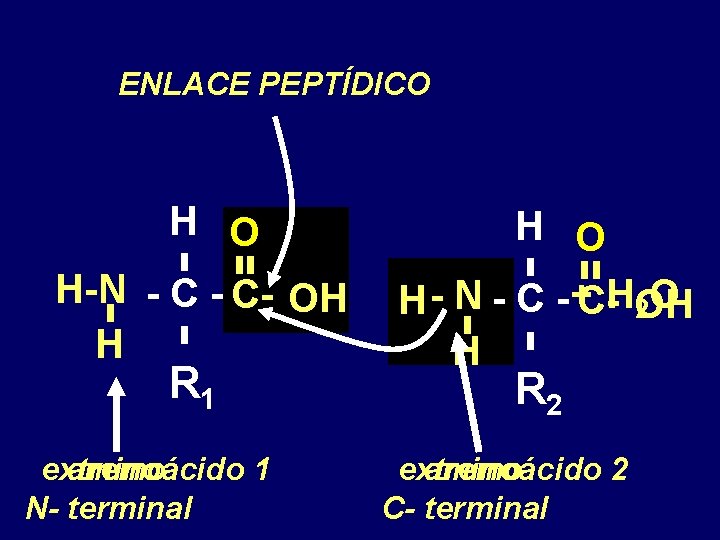 ENLACE PEPTÍDICO H O H-N - C- OH H R 1 extremo aminoácido 1