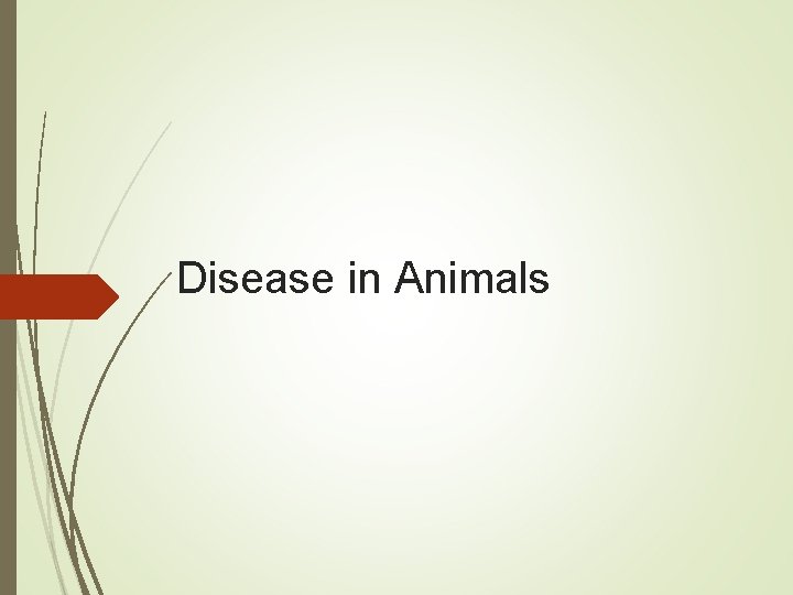 Disease in Animals 