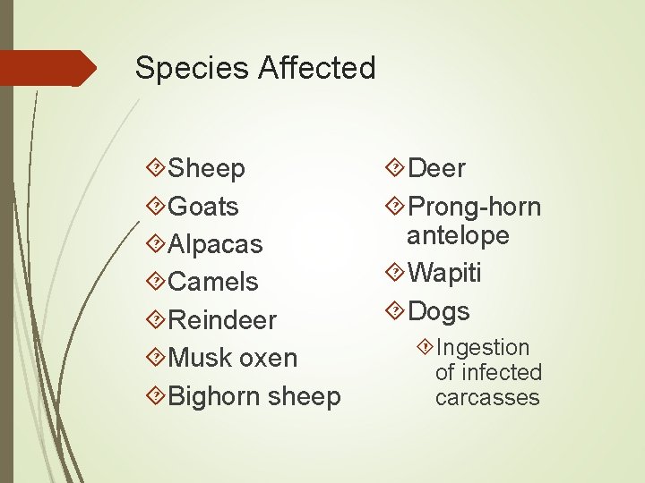 Species Affected Sheep Goats Alpacas Camels Reindeer Musk oxen Bighorn sheep Deer Prong-horn antelope