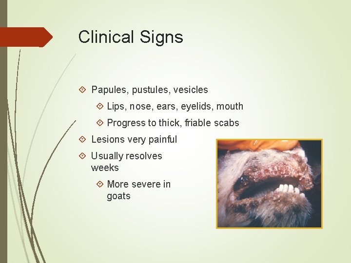 Clinical Signs Papules, pustules, vesicles Lips, nose, ears, eyelids, mouth Progress to thick, friable