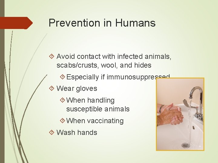 Prevention in Humans Avoid contact with infected animals, scabs/crusts, wool, and hides Especially if