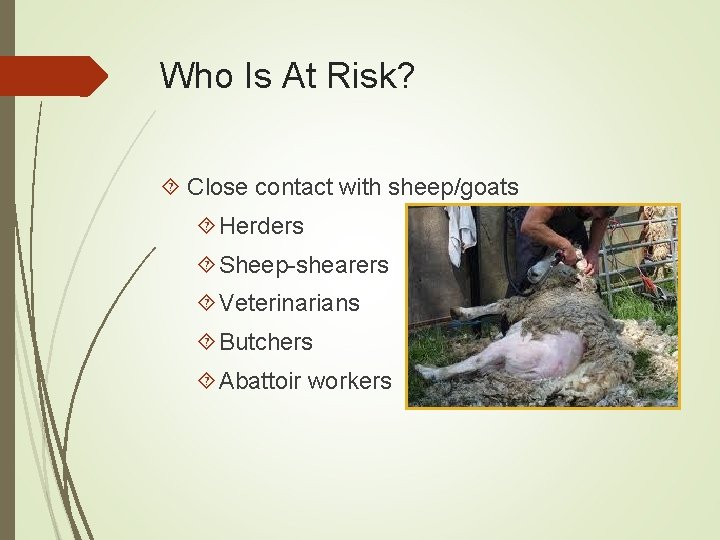 Who Is At Risk? Close contact with sheep/goats Herders Sheep-shearers Veterinarians Butchers Abattoir workers