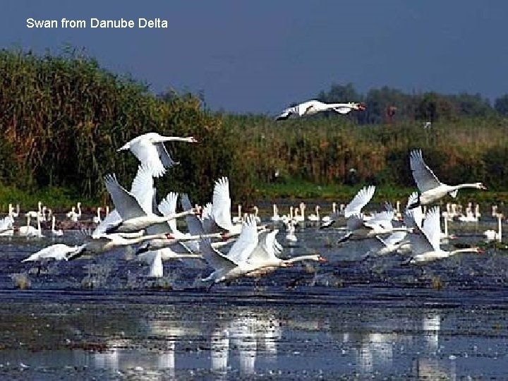 Swan from Danube Delta 