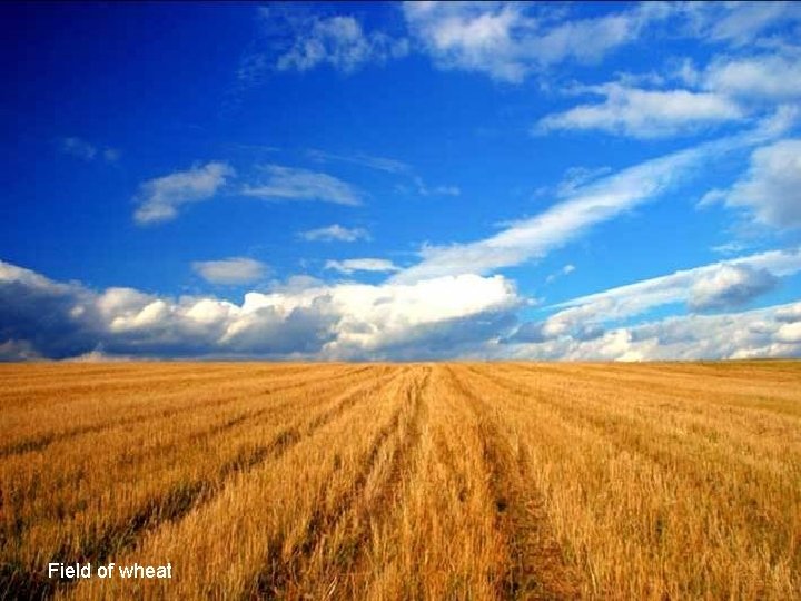 Field of wheat 