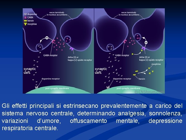 Gli effetti principali si estrinsecano prevalentemente a carico del sistema nervoso centrale, determinando analgesia,