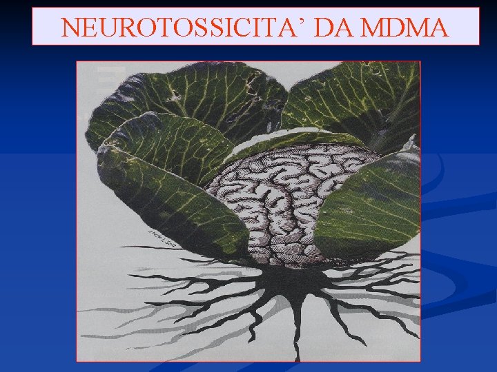 NEUROTOSSICITA’ DA MDMA 