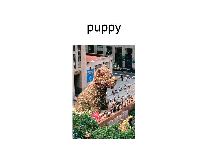 puppy 