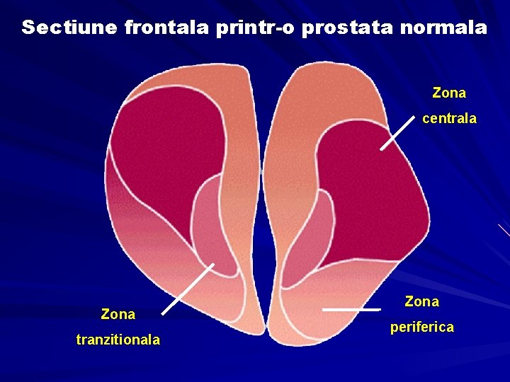 Dimensiuni normale prostată