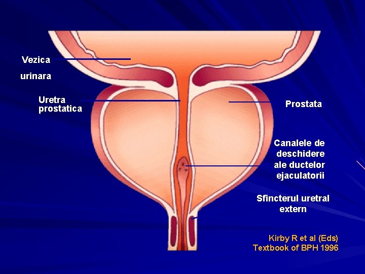 Termoterapia adenomului și a prostatitei prostatei