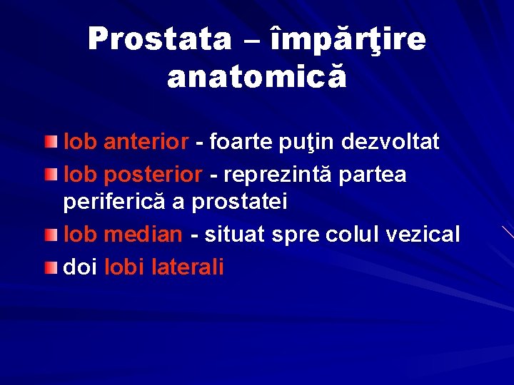 Prostata – împărţire anatomică lob anterior - foarte puţin dezvoltat lob posterior - reprezintă