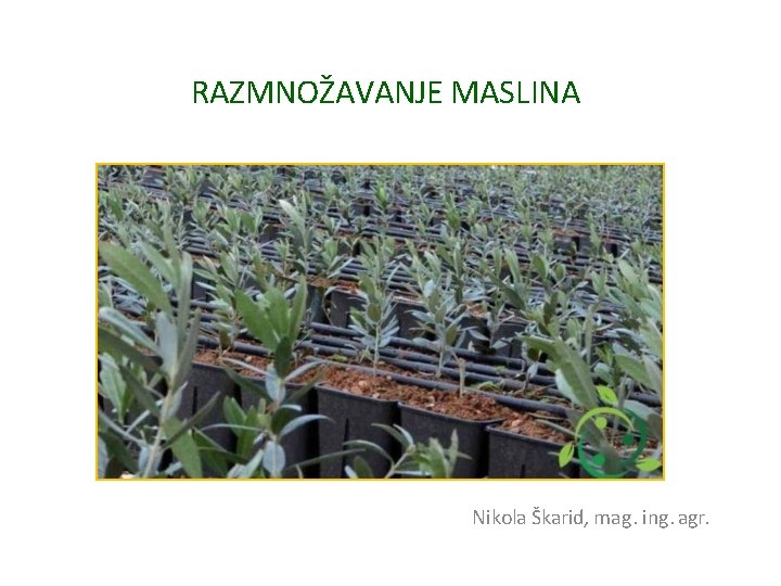 RAZMNOŽAVANJE MASLINA Nikola Škarid, mag. ing. agr. 