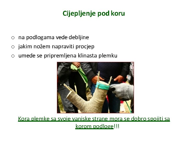 Cijepljenje pod koru o na podlogama vede debljine o jakim nožem napraviti procjep o