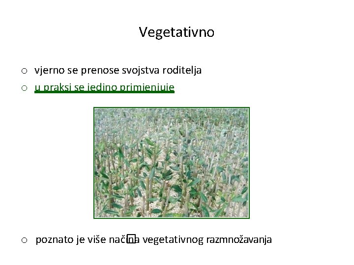 Vegetativno o vjerno se prenose svojstva roditelja o u praksi se jedino primjenjuje o