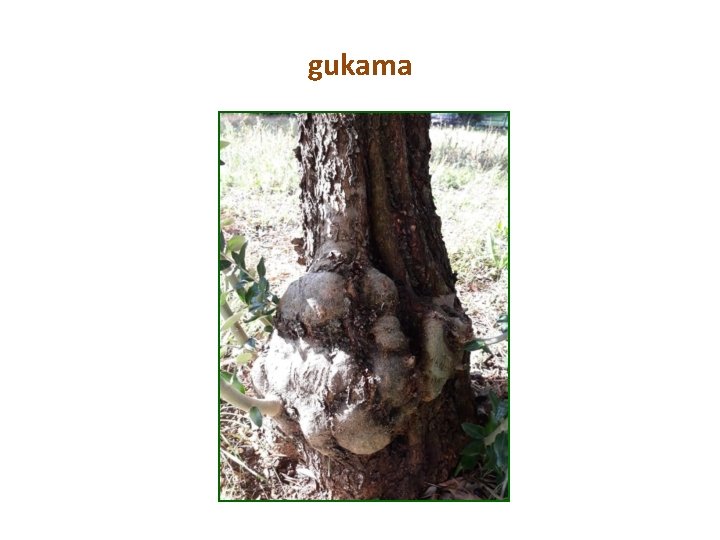 gukama 