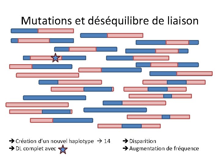 Mutations et déséquilibre de liaison Création d’un nouvel haplotype 14 DL complet avec Disparition
